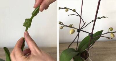 Ценный совет владельцам орхидей. Обрезанный подсохший цветонос выпустит новые бутоны - lifehelper.one