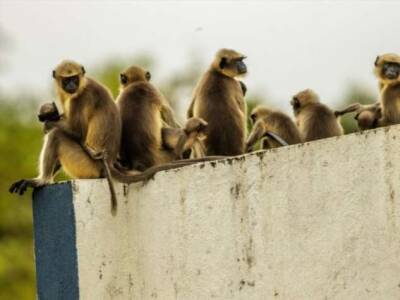 В Индии обезьяны убили 250 собак, отомстив за смерть маленькой обезьянки - chert-poberi.ru - Индия - Мумбаи - штат Махараштра
