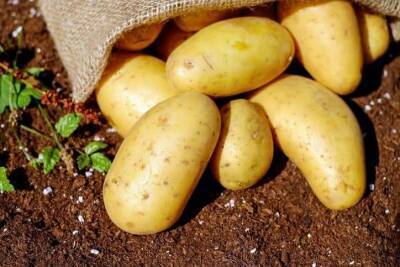 Что сделать с почвой, чтобы из года в год получать богатый урожай картофеля с тех же грядок - sadogorod.club
