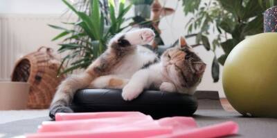 Чем и как лучше утомить домашнюю кошку? 5 отличных способов - mur.tv