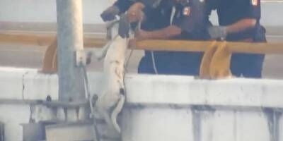 Собакен застрял прямо на мосту: отчаянная история спасения - mur.tv - Мексика