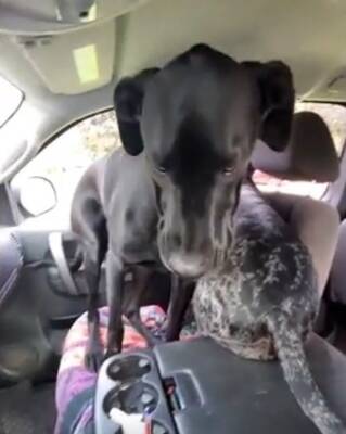 Собаки рассорились из-за места в машине: хозяйка решила вопрос радикально - mur.tv