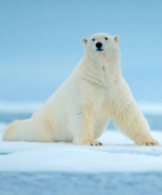 Eco-ELLE: WWF сделали адвент-календарь в защиту белого медведя - elle.ru - Россия