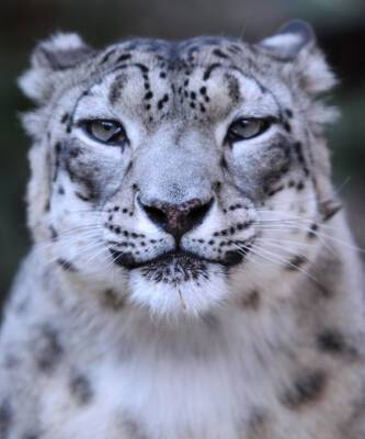 Сколько снежных барсов осталось в России: Shiseido Group принимает участие в благотворительном проекте WWF по охране самой редкой крупной кошки в мире - elle.ru - Россия - республика Алтай