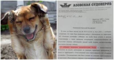 «Азовская судоверфь» отчиталась мэрии о воспитательных беседах с бездомными собаками - porosenka.net
