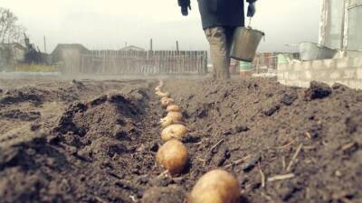 Как посадить картофель под зиму - sadogorod.club