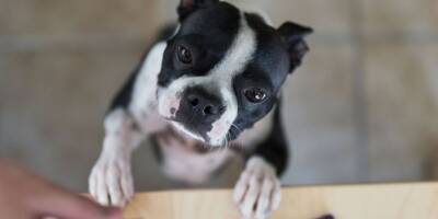 «Пожалуйста, приготовьте с любовью»: женщина заказала последний ужин для своей безнадёжно больной собаки - mur.tv - Сша - штат Канзас