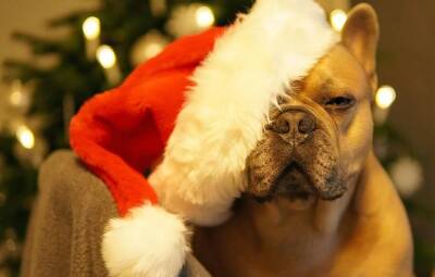 Новый год, фейерверки, петарды и ваша собака: 7 способов помочь - mur.tv