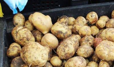 Как повысить урожайность картошки в 3 раза: секрет в удачном «соседе» - sadogorod.club