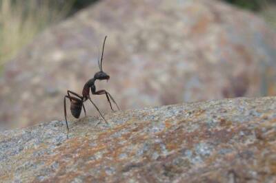 Выгоняем муравьев из теплицы за 5 минут крайне простым средством: сосед об этом не расскажет - sadogorod.club