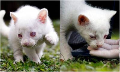 В Колумбии спасли редкого зверька с альбинизмом - porosenka.net - Мексика - Колумбия