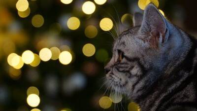 Куда пристроить кошку на праздники? И можно ли так поступать вообще? - mur.tv