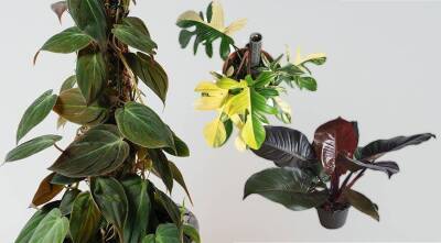 Филодендрон - самое красивое и неприхотливое растение для дома и офиса - sadogorod.club - Колумбия