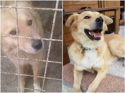 15 фото животных до и после спасения, которые греют душу - mur.tv - Румыния