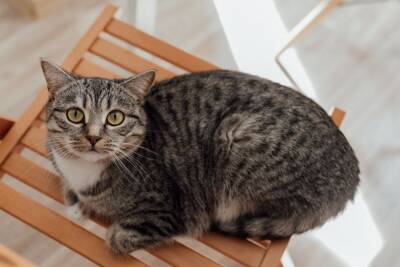 Мой кот не толстый? Сколько должен весить кот? - mur.tv