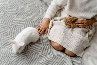 Первое знакомство с декоративным кроликом. Как приучить к рукам? - mur.tv