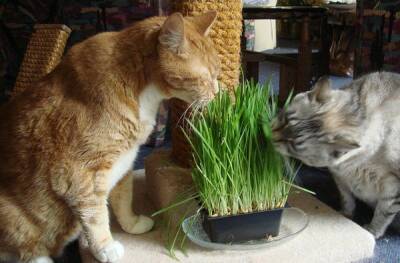 Комнатные растения, безопасные для кошек. Домашние растения для котовВсе о породах кошек с описанием, фотографиями и названиями. - mur.tv