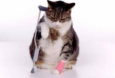 Что делать, если кот сломал лапу: признаки перелома, первая помощь, перевозка в клинику, лечение. Перелом лапы у кота – как определить повреждение и какие действия предпринять?Все о породах кошек с - mur.tv