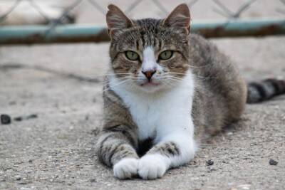 Люди и кошки: разбираем 5 «несерьёзных» вопросов - mur.tv