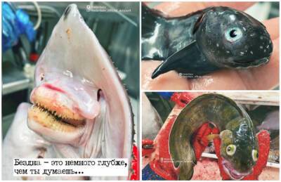 Фото со страницы рыбака со странными и устрашающими морскими существами за 2021 год - porosenka.net