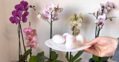 Не выбрасывайте яичную скорлупу — ведь это потрясающее питание для орхидей - lifehelper.one