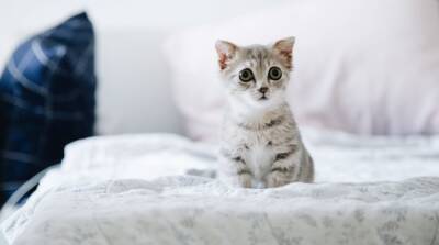 “Тыгыдык” в 5 утра: почему ваша кошка просыпается ни свет ни заря - mur.tv