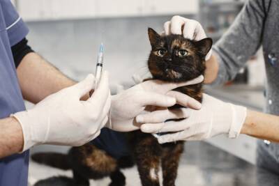 Как ухаживать за кошкой после операции? - mur.tv