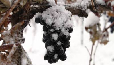 Классификация сортов винограда по морозоустойчивости - sadogorod.club - Виноград