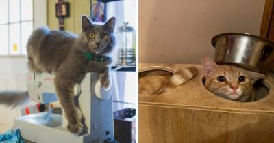 16 фото забавных и непредсказуемых котов, которые категорически отрицают удобные места для отдыха - mur.tv