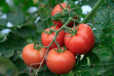 Что класть в лунку при посадке томатов: опытные огородники советуют - sadogorod.club