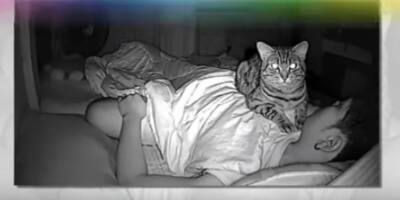 Мужчина-кошатник жаловался, что задыхается по ночам. Ему посоветовали установить веб-камеру - mur.tv - Таиланд