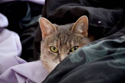 Люди и кошки: спит ли с вами или прямо на вас усатый питомец? - mur.tv