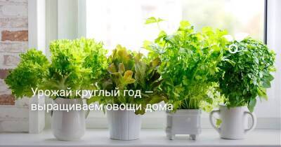 Урожай круглый год — выращиваем овощи дома - sadogorod.club