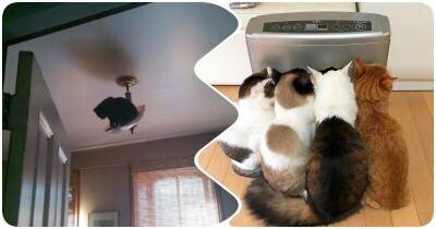 16 фото с котиками, набедокурившими дома - mur.tv
