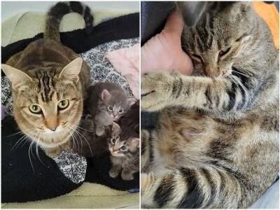 Бездомная мать-кошка привела своих малышей на порог женщины - mur.tv - Лос-Анджелес