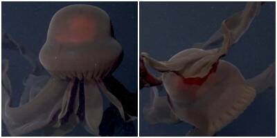 Страшно красиво: неуловимую хищную медузу сняли на глубине 900 метров - mur.tv