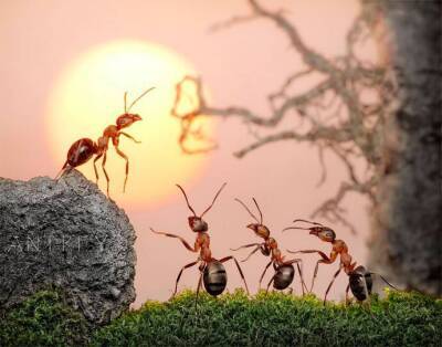 ​Простой способ не пустить муравьёв в дом - lifehelper.one