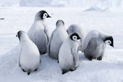 Милые и смешные: где в мире можно посмотреть на пингвинов - miridei.com - Юар - Эквадор - Кейптаун