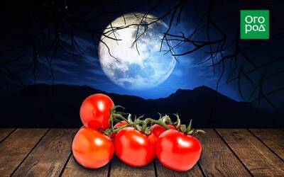 Выращивание томатов по Лунному календарю в 2022 году - sadogorod.club
