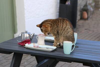 Моя кошка гуляет по столам и столешницам. Что делать, как отучить? - mur.tv