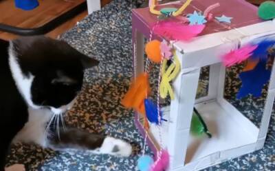 Сделай сам: мастерим забавную игрушку для кошки - mur.tv