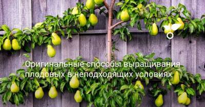 Оригинальные способы выращивания плодовых в неподходящих условиях - sadogorod.club