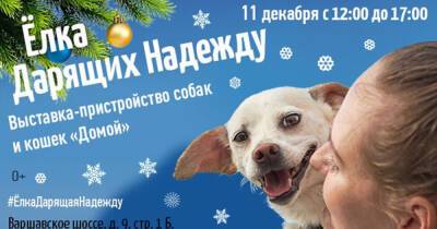 Предновогодняя елка-пристройство собак и кошек из приютов от фонда «Дарящие Надежду» и PURINA - 7days.ru - Москва