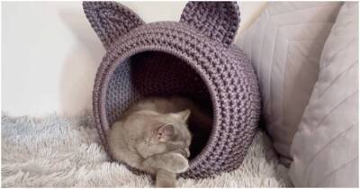 Крутой домик для любимой кошки: питомца не вытащить из уютного гнездышка - lifehelper.one