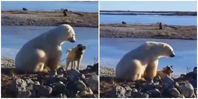 Одинокий полярный медведь нашёл себе друга - mur.tv