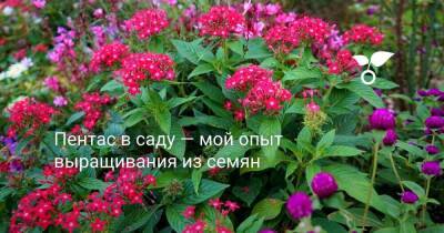 Пентас в саду — мой опыт выращивания из семян - sadogorod.club