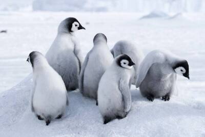 Милые и смешные: где в мире можно посмотреть на пингвинов - lifehelper.one - Эквадор