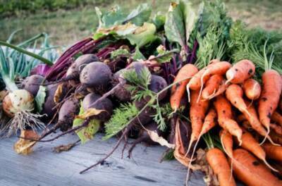 Нехитрый способ, как сохранить свеклу и морковь до следующего урожая, будто овощи только с грядки - milayaya.ru