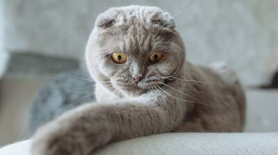 Как очаровать любого кота: 3 способа завоевать сердце МУРлыки - mur.tv