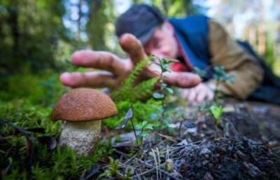 Как правильно собирать грибы, чтобы не нанести вреда грибнице - milayaya.ru